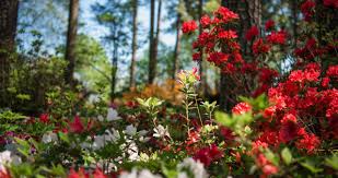 Alamance alexander alleghany anson ashe avery beaufort bertie bladen brunswick buncombe burke. 15 Things To Do This Spring In Raleigh N C