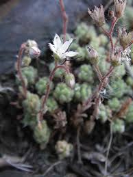 Image result for Sedum glomerifolium