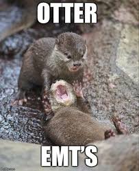Otter Emt S Made W Imgflip Meme Maker Funny Animal Memes Cute Animal Memes Animal Memes