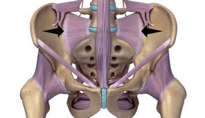 Lvlupfit.comwhat organ in just underbthe bottom left rib : Ehlers Danlos Syndrome And Sacroiliac Joint Dysfunction