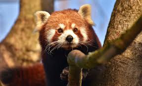 Bear photos, panda bears, cute panda, totems, animal welfare, squirrels, sloth, polar bear, beautiful creatures. Finding My Animal Totem Animal Totem Identification On Whats Your Sign