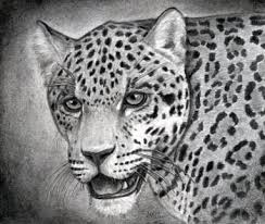 How To Draw A Realistic Jaguar Step By Step Realistic Drawing Technique Free Online Drawing Tutorial Adde Realistic Drawings Guided Drawing Online Drawing