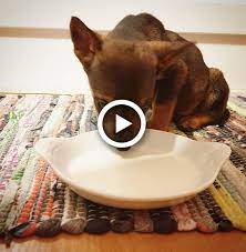 Cute Animal Animal Cat Dog Bird Animals Pets Dogs Fun Lol Art Cute Funny Cat Videos Cute Animals Pets
