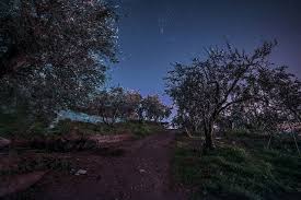 The Garden Of Gethsemane Ii Garden Of Gethsemane Dark Wallpaper Garden