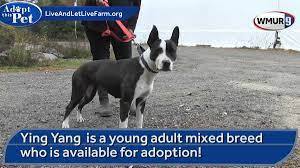 Maybe you would like to learn more about one of these? Watch Adopt This Pet Ying Yang
