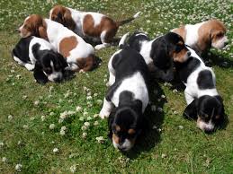 Black And White Basset Hound Mix Have You Heard Of Springbatts Basset Hounds Basset Hound Basset Animals