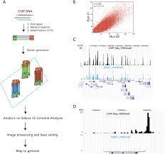 (2010) were downloaded from the gene expression omnibus database (accession number gse19602) and analyzed using the same pipeline. High Resolution Profiling Of Histone Methylations In The Human Genome Cell