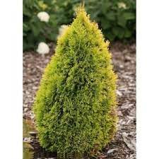 Proven Winners 4 5 In Qt Filip S Magic Moment Arborvitae Thuja Live Evergreen Shrub Thjprc1027800 The Home Depot Evergreen Shrubs Arborvitae Shrubs