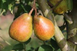 Wann is known for the six flag poles over wann america. Wann Birnen Geerntet Werden Und Wann Sie Reif Sind