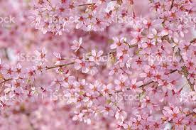 Pink Cherry Tree Flower Background Flower Backgrounds Cherry Tree Flowers