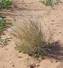 Image result for Aristida diffusa
