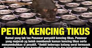 Leptospirosis adalah penyakit yang disebabkan oleh infeksi bakteri leptospira interoogans yang dapat menyerang manusia maupun hewan. Azueriena Norash Penawar Penyakit Virus Kencing Tikus Minyak Morhabshi