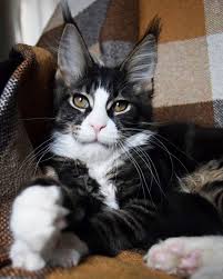 pin on cats