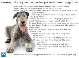 Why Dogs Live Less Than Humans Amazing Analogy Dogs Dog Quotes Animal Quotes
