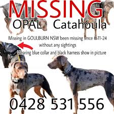 Please if any possible sightings take a photo and PRIVATE message or text  me so I can confirm if her and locations..... FIND OPAL LETS BRING HER HOME!