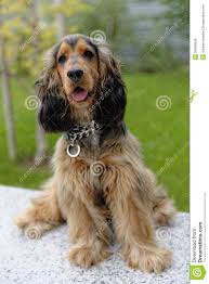 Black And Tan Show Cocker Spaniel Puppy English Cocker Spaniel English Cocker Spaniel English Cocker Cocker Spaniel