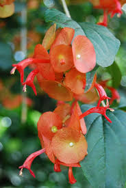 Image result for Holmskioldia