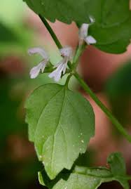 Image result for Leucas sexdentata