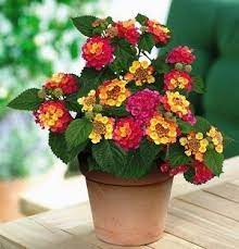 Lantana Hanging Basket Flower Pots Plants For Hanging Baskets Container Plants