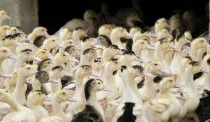 Gli effetti del contagio e la valutazione del rischio. Gripe Aviaria Obriga Franca A Sacrificar 350 Mil Patos
