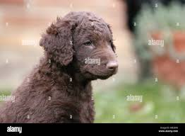 Image result for curly coated retrívr