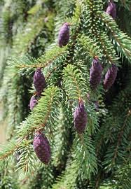 Yes, pets are typically allowed, but it's always best to call ahead to confirm. 12 Conifer Trees You Probably Won T Kill Garden Housecalls