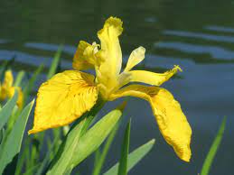 Iris Description Species Facts Britannica