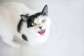 ‪5 Common Cat Noises and What They Mean - All About Cats | Cat Veterinary in  Kirkland, WA‬‏