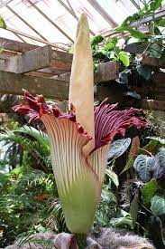 2014 Various And Selby Amorphophallus Titanum Corpse Flower Bloom Corpse Flower Unusual Plants