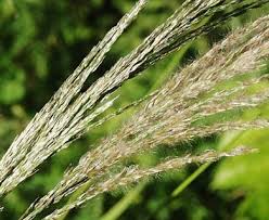 Image result for Digitaria brazzae