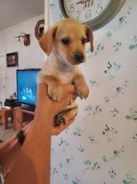 This popular mixed breed pup is the poogle beagle, more commonly known as the poogle. Beagle Lab Mix Puppies