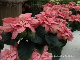 Image result for Begonia pulcherrima