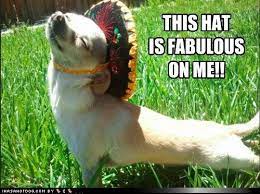 Facebook näyttää tietoja, joiden avulla ymmärrät sivun tarkoitusta paremmin. Funny Animal Memes Photos Facebook