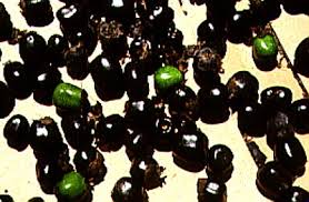 Image result for Vitex payos