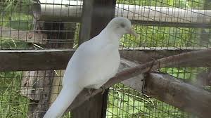 Maybe you would like to learn more about one of these? Bisnis Perkutut Lokal Putih Super Kapas Polos Mata Merah Mampu Menghasilkan Fulus Yang Menggiurkan Majalah Burung Pas