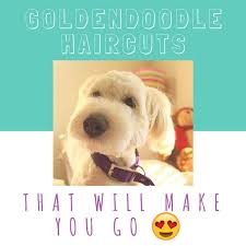 Goldendoodle Haircuts That Will Make You Swoon Lots Of