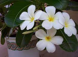 Maybe you would like to learn more about one of these? Growing Tropical Flowers And Fruits In The Phoenix Arizona And California Deserts Plumeria Cutting