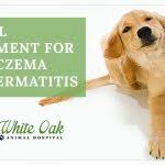 Effective Relief For Allergic Dog Symptoms White Oak Animal Hospital