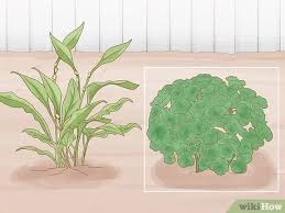 Black soap is so easy to use and it's an effective organic deterrent for aphids. 3 Ways To Keep Aphids Away Using Eco Friendly Methods Wikihow