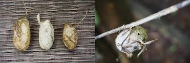 The polyphemus moth is a giant silk moth, a member of the saturniidae family which includes some of the largest species of moths. Think Like A Moth To Hunt Cocoons The Tennessee Conservationist Nov Dec 2019