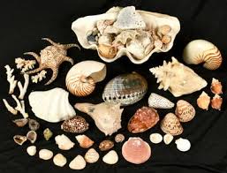 1920s John Salm D'luxe Abalone Pocketknives Lot Of 2