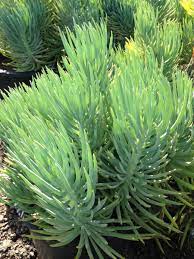 Senecio Vitalis Bush Blue Pickle Waxy Blue Colored Upright Leaves Are Packed Tightly On 2 2 1 2 Shrub Dramatic Fol Plants Planting Succulents Succulents