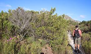 Image result for Searsia lucida