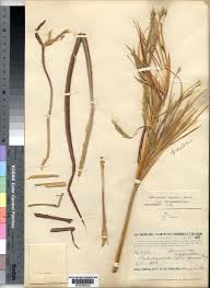 Image result for Andropogon gayanus