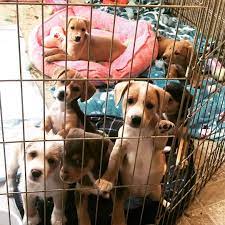 Animal Shelters Rescue Groups Pet Supply Stores And Parks The Woodlands Pet Guide 2018 Community Impact