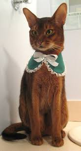 Lace Edge St Patricks Day Baby Collar For Cat Choose Green Or All White 26 00 Via Etsy Kedi Kedi Kopek Kopek