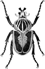 A502c7b441376e1e10031d89aa9b36f1 Jpg 600 918 Pixels Insect Art Goliath Beetle Beetle