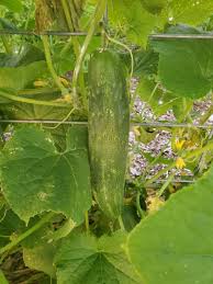Image result for Cucumis sativus