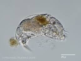Image result for Thecacoris trichogyne