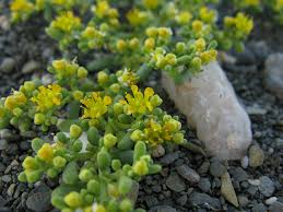 Image result for Zygophyllum cuneifolium